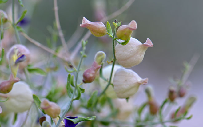 Calyx fused into a "bag"; Scutellaria mexicana, Bladder Sage Scutellaria mexican, Bladder Sage